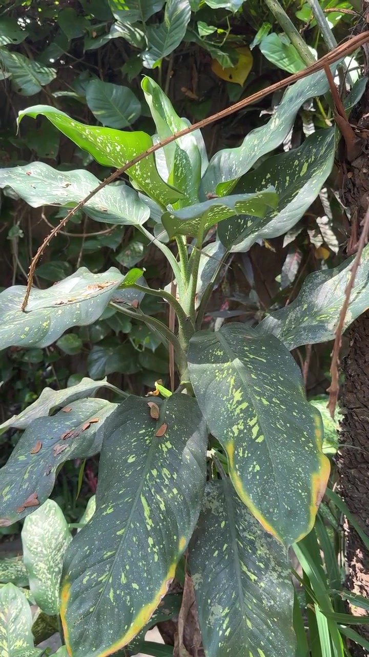 Planta Dieffenbachia Crescendo em um Jardim Exuberante