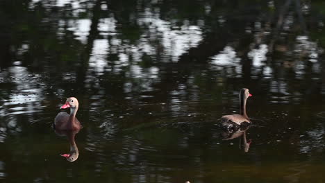 Pareja-De-Patos-Silbadores-De-Vientre-Negro-En-El-Agua