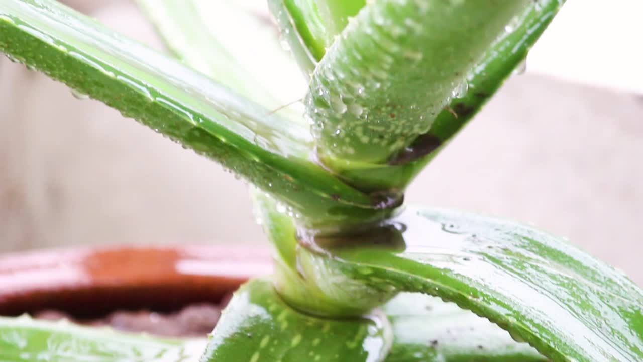 Closeup of aloe vera leaf with rain drops. Fresh herbal plant in monsoon weather. Ideal for nature, skincare, wellness, healing and organic visuals. Green rainy environment