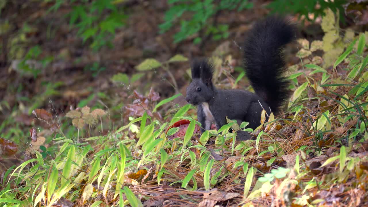ardilla salvaje saqueando hojas caídas en el bosque mixto de yangjae de otoño en seúl