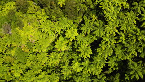 aerial top down view of new zealand fern tree valley in fiordland national park