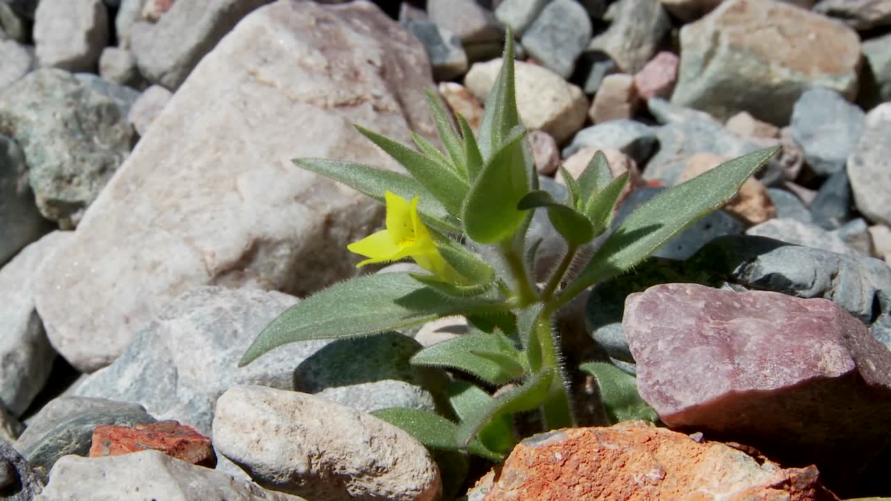 una pequeña planta verde florece en un desierto árido y hostil