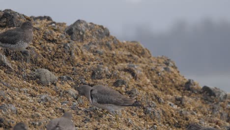 slow motion, medium shot of surfbirds on a barnacle covered rock in british columbia