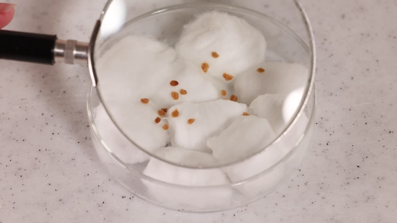 A scientist examines seeds on cotton wool using a magnifying glass in a well-lit laboratory setting