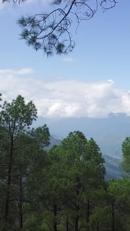 mountain view from a pine forest