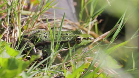 a closeup of a green frog at the lake