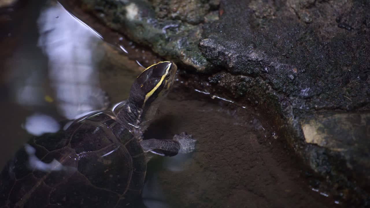 turtles playing in the water are in the zoo