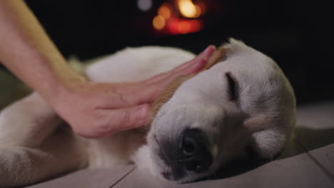 A-man's-hand-strokes-a-cute-golden-retriever-who-is-dozing-on-the-floor-near-the-fireplace