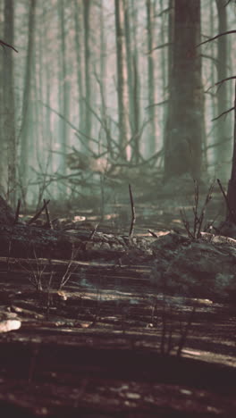 secuelas de un incendio forestal: un paisaje devastado