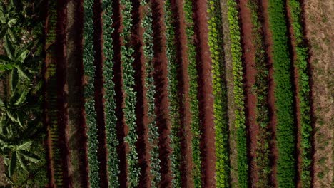 Hileras-De-Plátanos-Y-Plantas-Vegetales-En-Una-Granja-Orgánica---Vista-Aérea-Descendente