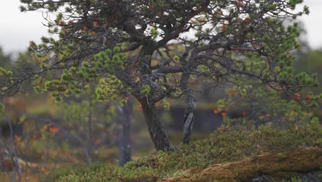 un pino con una amplia corona en la tundra de otoño