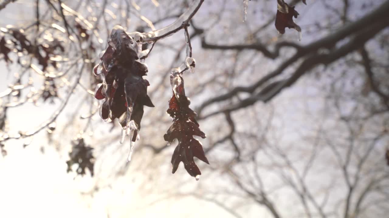 A cold January morning along with some winter precipitation and a bright sunrise make for some interesting details.
