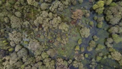 Vista-De-Pájaro,-Volando-Sobre-Un-Bosque-Inundado-Y-Pantanoso