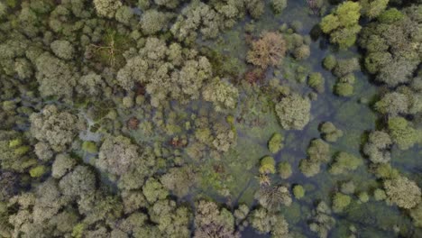 vista de pájaro, sobrevolando un bosque inundado y pantanoso