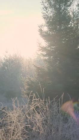 bosque de invierno congelado al amanecer