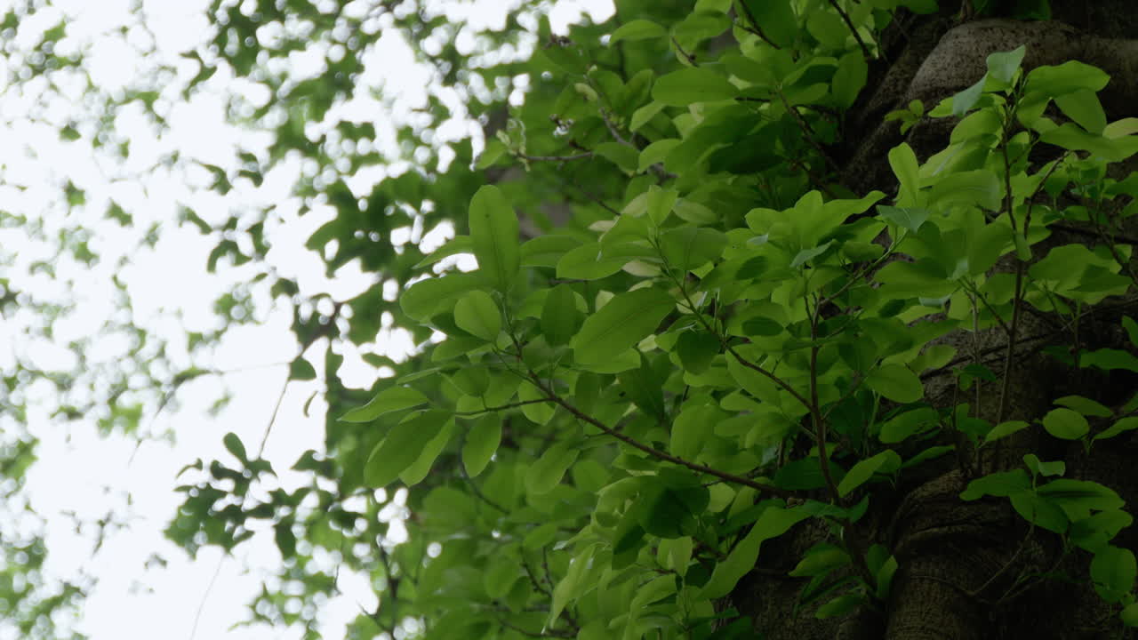 Lush Green Leaves on Tree Trunk