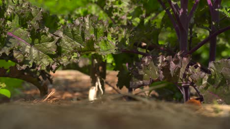 red kale growing in garden ready to be harvested