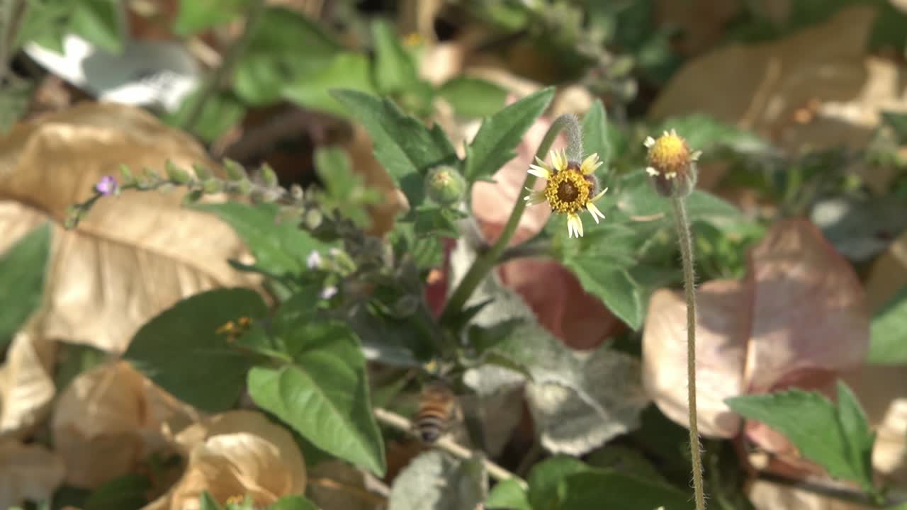 una abeja volando alrededor de una flor blanca