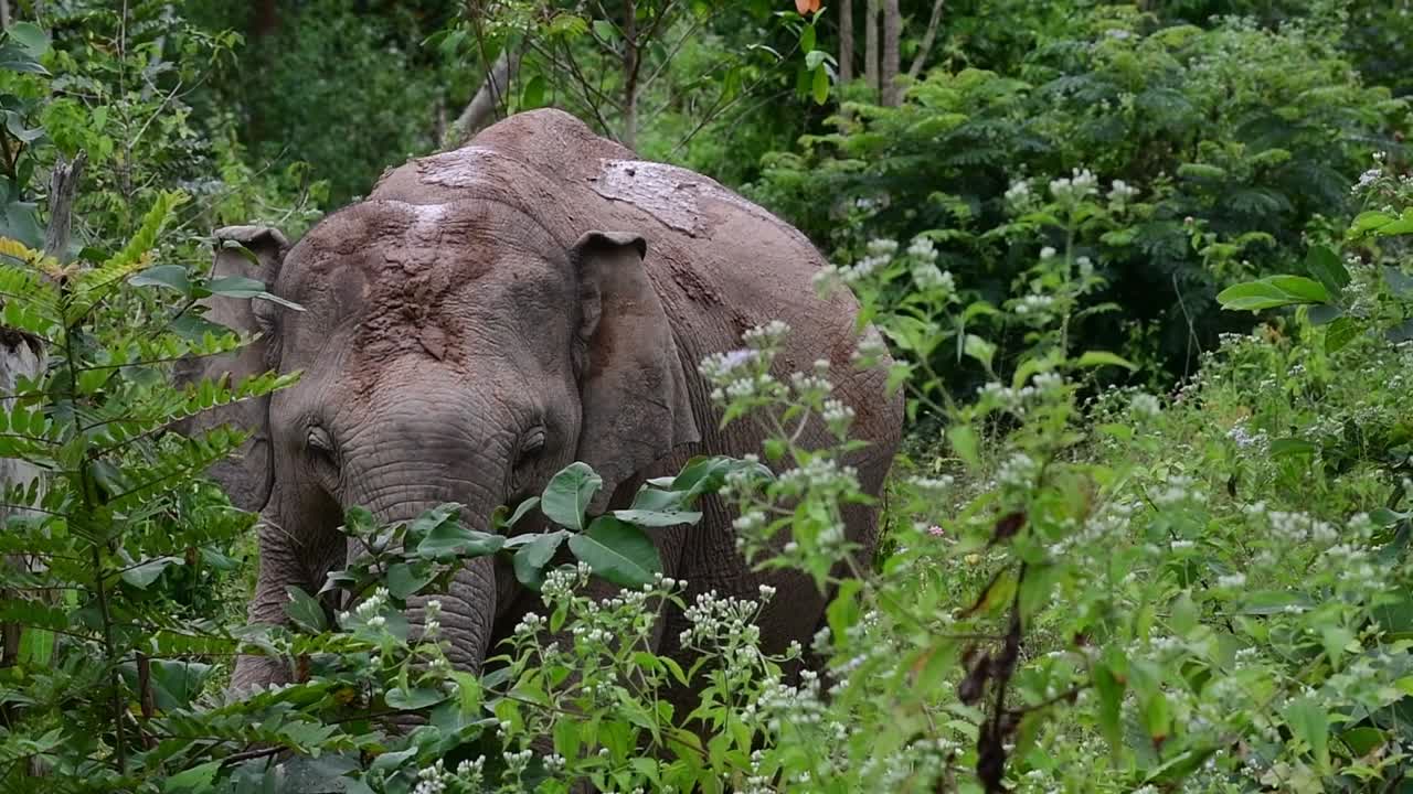 los elefantes asiáticos son especies en peligro de extinción y también son residentes de tailandia