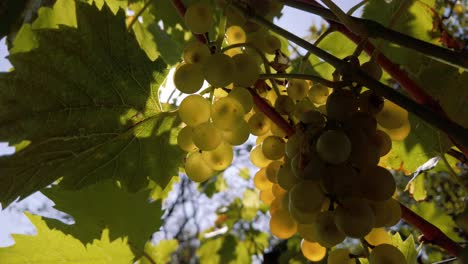 Traube-Im-Sonnenuntergang-Bei-Der-Ernte