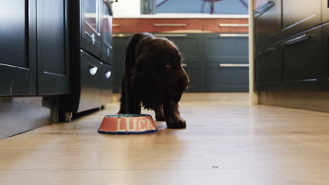 puppy exploring kitchen near personalized dog bowl on wooden floor, at home, copy space