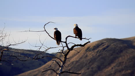 a pair of bald eagles sit perched in a tree overlooking the mountains and wilderness of kodiak island alaska