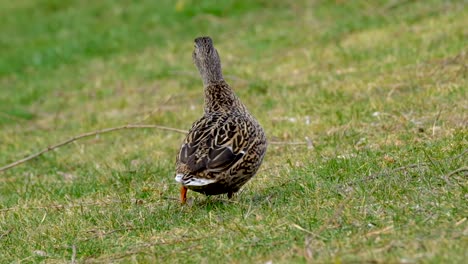 Female-duck-in-the-grass,-standing-in-nature-during-day-time-and-gently-swinging-with-its-tail,-animals-in-nature-concept