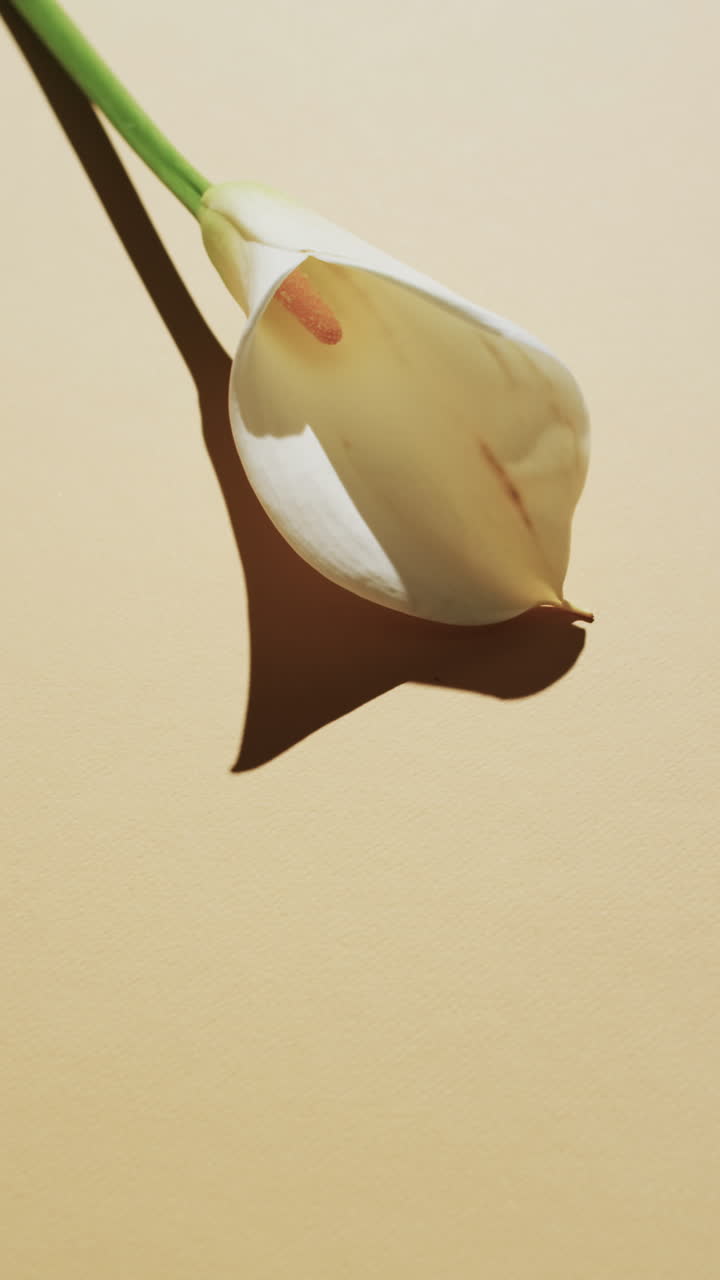 Vertical video of white kalia flower with copy space on yellow background