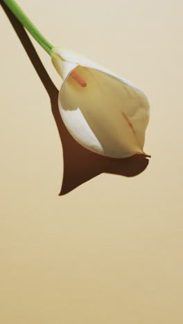 vertical video of white kalia flower with copy space on yellow background