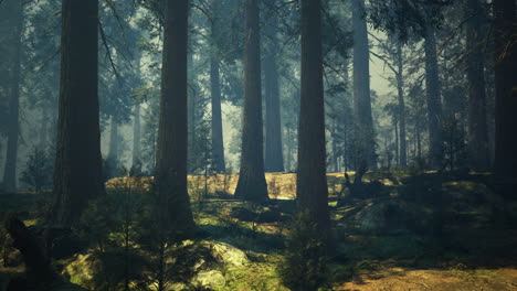 mysterious forest bathed in soft sunlight during early morning hours