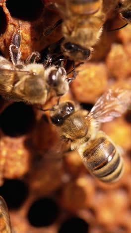bees crawling over the cells and waving their fragile wings. macro shot of bee colony working on the frame. close up. vertical video