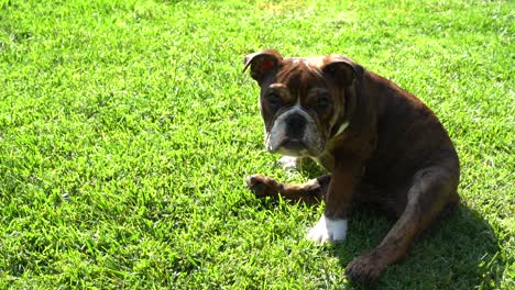 Lindo-Cachorro-Mirando-Hacia-Arriba-Y-Jugando-En-El-Patio