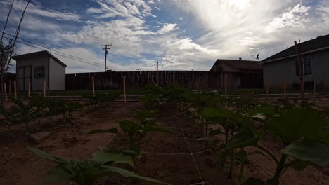 Mira-Cómo-Crecen-Las-Plantas-Del-Jardín-Trasero-Y-Sigue-La-Luz-Del-Sol-En-Este-Increíble-Lapso-De-Tiempo-De-Larga-Duración.