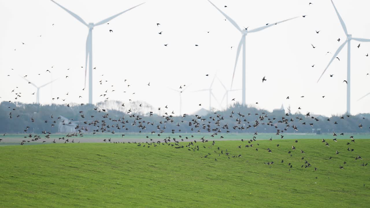 야생동물과 재생 가능한 에너지의 놀라운 혼합물인 새들이 풍력 터빈 앞에서 우아하게 항해합니다.