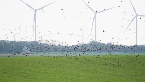 Eine-Beeindruckende-Mischung-Aus-Tierwelt-Und-Erneuerbarer-Energie,-Während-Vögel-Anmutig-Vor-Den-Windturbinen-Vorbeigleiten