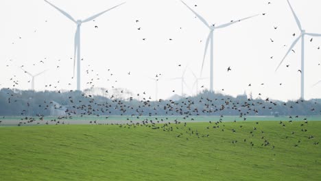 Una-Impresionante-Combinación-De-Vida-Silvestre-Y-Energía-Renovable-Mientras-Las-Aves-Navegan-Con-Gracia-Frente-A-Las-Turbinas-Eólicas