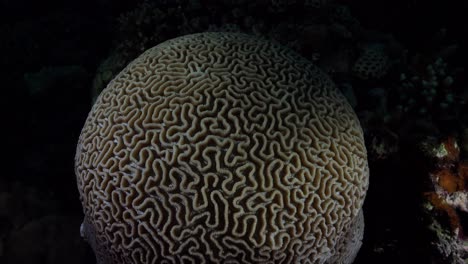 brain coral super close up on coral reef at night