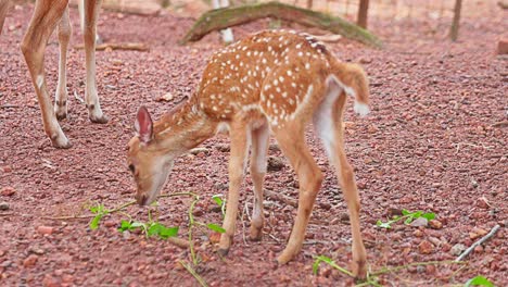 El-Venado-Bebé-Intenta-Morder-La-Planta-Tirada-En-El-Suelo,-Venado-Bebé-Dentro-Del-Zoológico