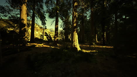 paisaje forestal pacífico bajo el cálido resplandor de la luz del sol de la tarde