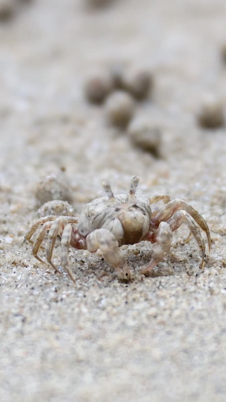 모래 해변 표면을 가로질러 움직이는 유령 크래브