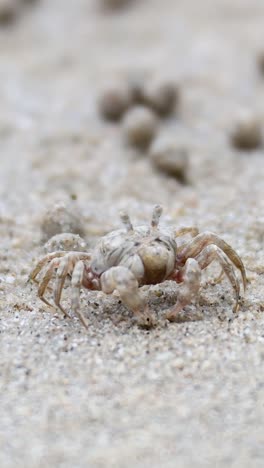 cangrejo fantasma moviéndose a través de la superficie de la playa de arena