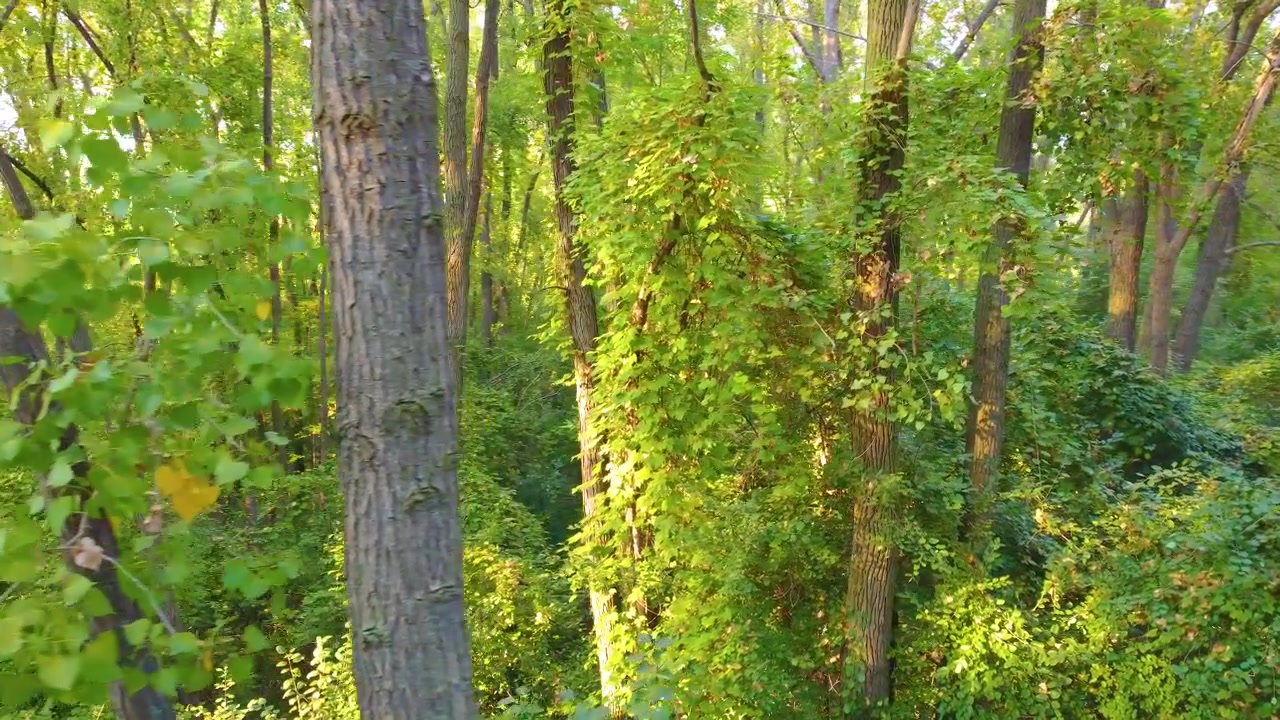 La luce del sole filtra attraverso alberi di un verde vibrante in una fitta foresta vicino a Montréal, Canada