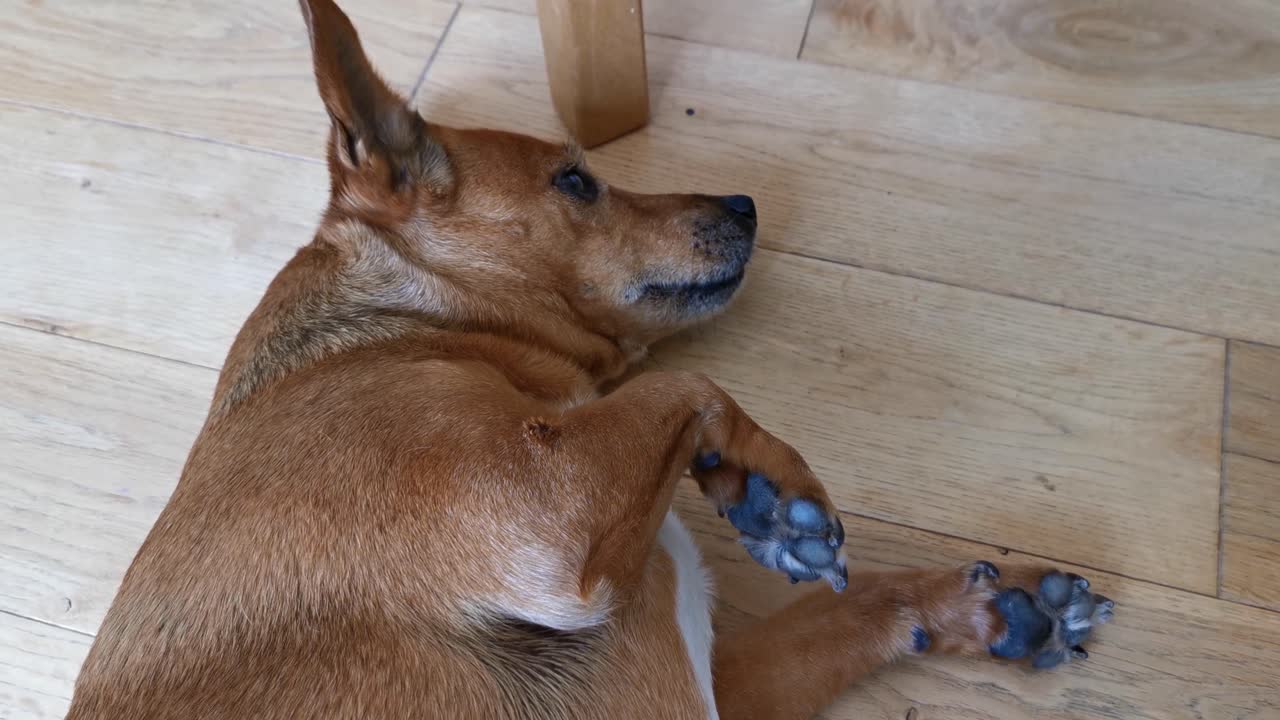 lindo y relajado perro recién despertado de una siesta y con sueño