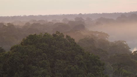 hazy treetops next to a river in the amazons during a peaceful sunset, pan shot