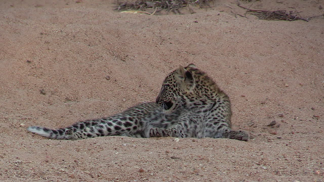 vista cercana del cachorro de leopardo tumbado en el lecho arenoso del río y acicalándose