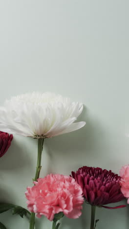vertical video of pink and white flowers with copy space on white background
