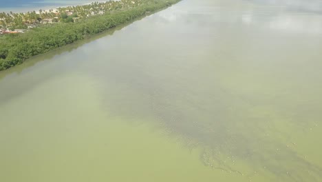 Drone-footage-flying-chasing-a-group-of-flamingos-in-a-green-lake-HD-aerial-clip