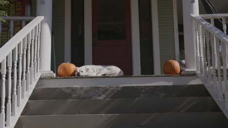 a white dog laying on the front porch of a house in between two pumpkins