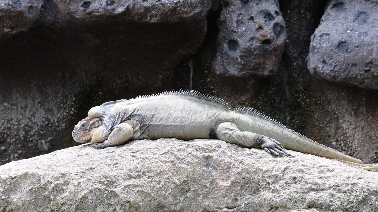iguana acostada en una piedra texturizada