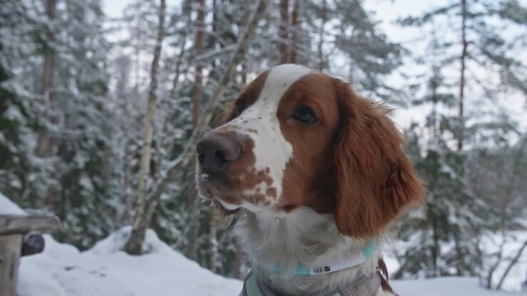 Cane in inverno che guarda in alto in una foresta